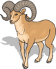 Bighorn Sheep Front View Clip Art